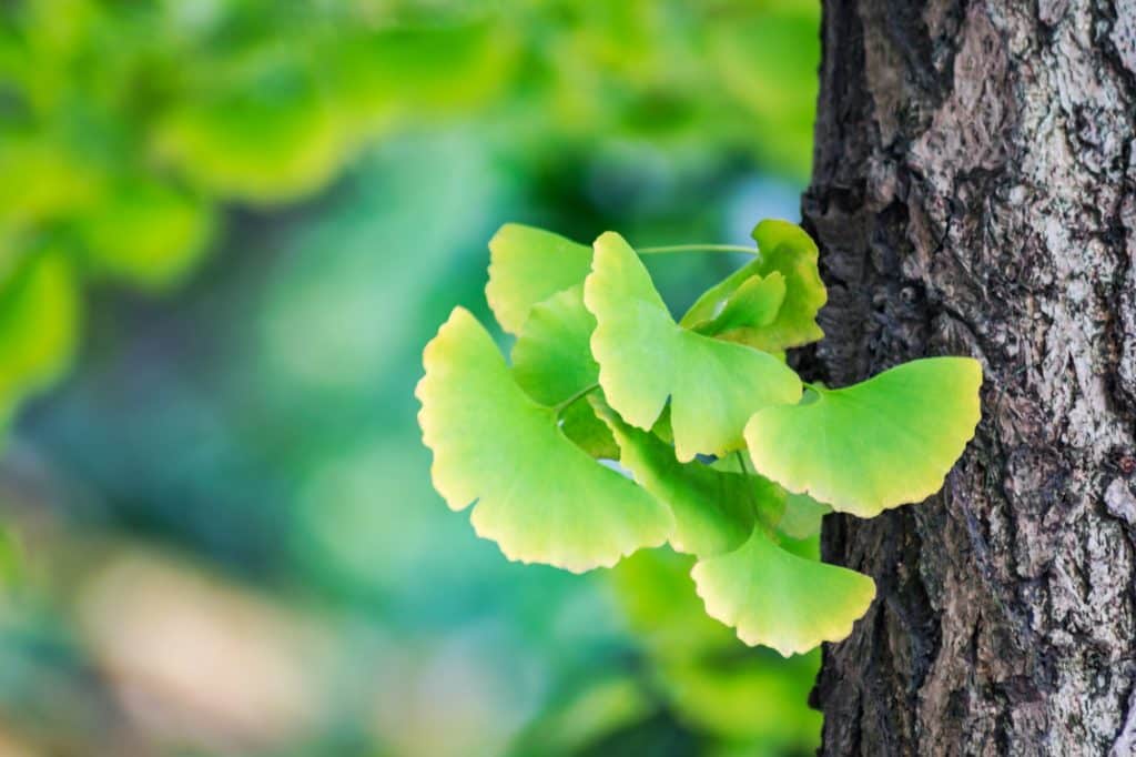 Ginkgo biloba (maidenhair tree) is a medicinal tree species that can live up to thousand years and is one of the ancient plants on the planet.