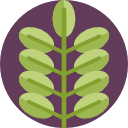 Green Amaranth Leaves