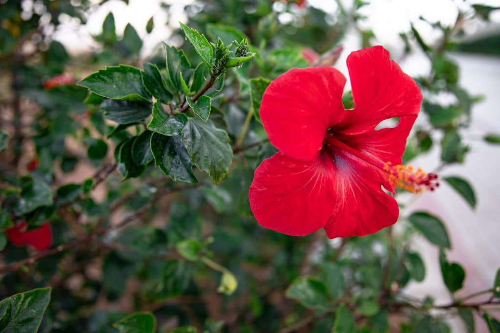 Hibiscus sabdariffa (common name: Roselle) is the most widely cultivated shrub. It has a red stem and big yellow flowers that turn red or pink. It is a versatile plant with multiple health benefits and is native to Malaysia and India.