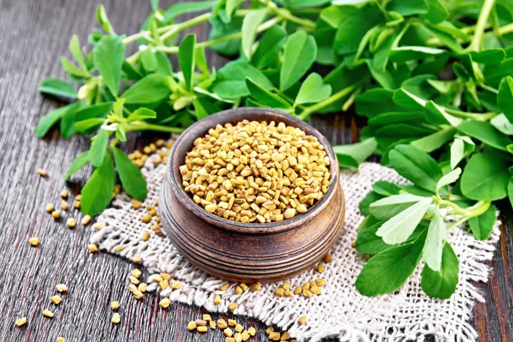 Fenugreek is a plant utilized for culinary and medicinal uses throughout history in many different cultures.