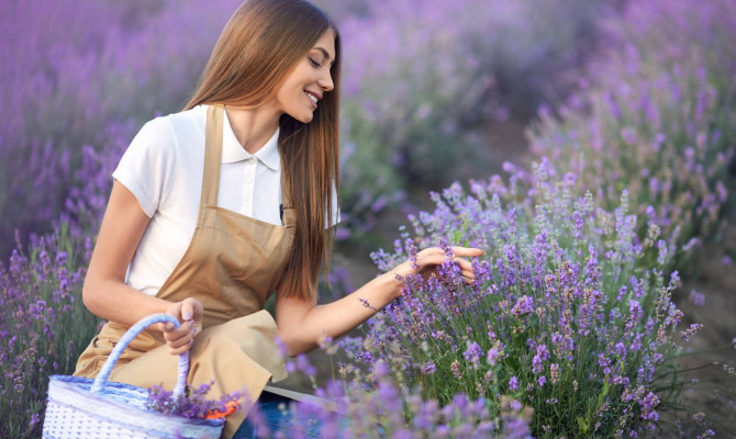 Lavender and its health benefits