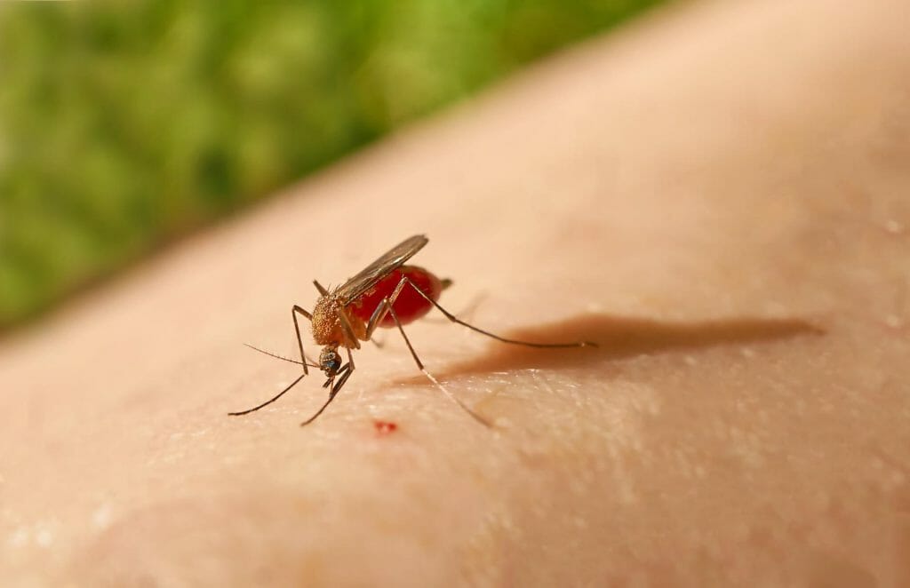 Malaria is a mosquito-borne illness that can be fatal to people. It is primarily distributed in tropical regions.