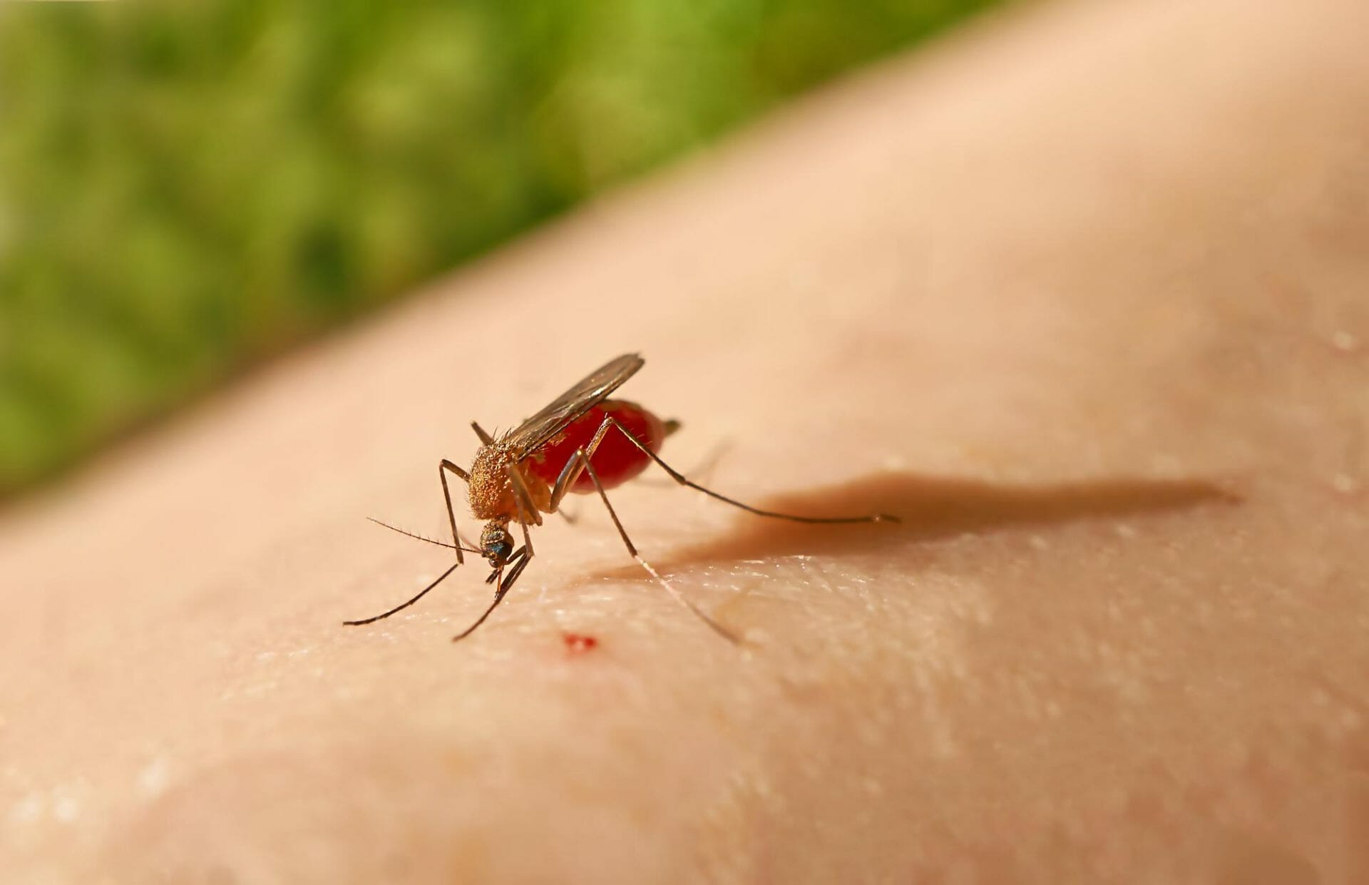 Malaria : A General Overview