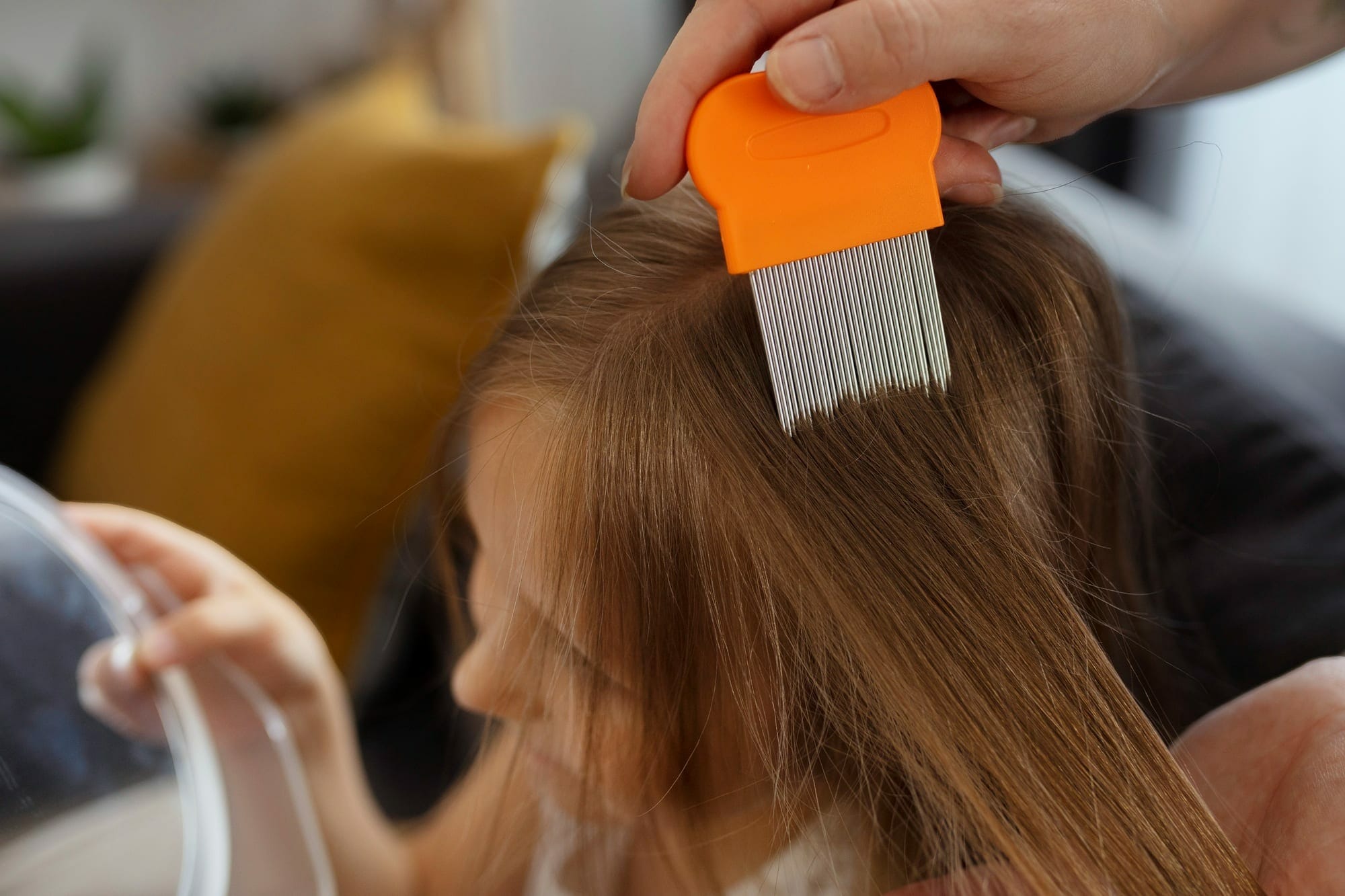 Lice: What do I need to know?