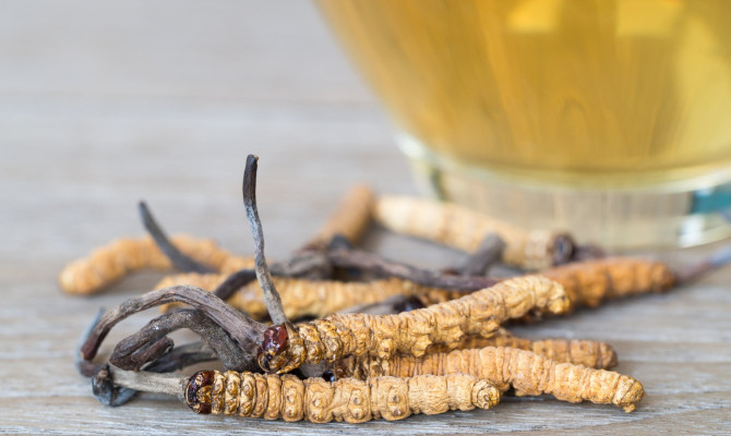 Cordyceps : Nature’s Remarkable Fungi with Health Benefits