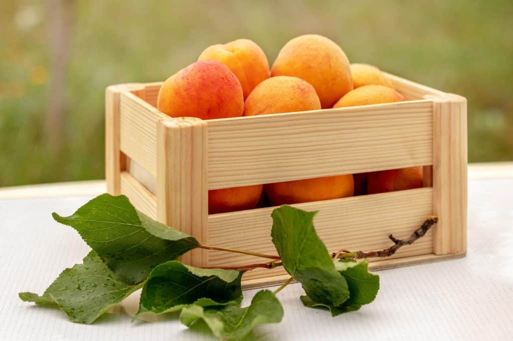 Apricots are small fruits that look like small peaches and have a pleasant sourness. The skin has a very light fuzzy feel and is pale orange to dark saffron, often with a pink or red faint blush on the cheeks.
