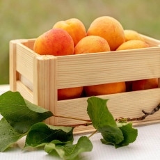 Health benefits of Apricot
