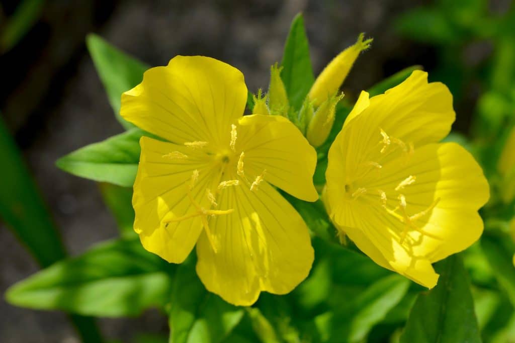 Oenothera biennis, popularly known as evening primrose, is a flowering plant that gives yellow flowers. 