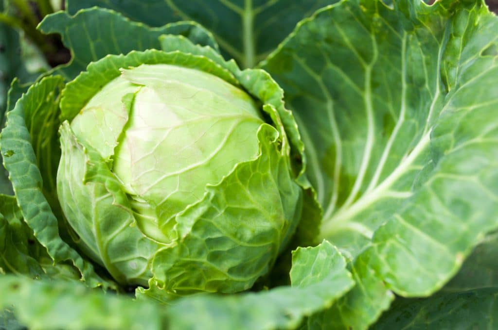 Few vegetables possess the adaptability and nutritional power like cabbage.