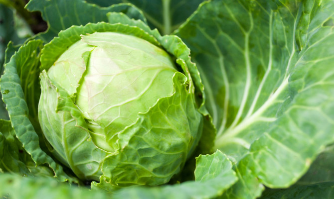 Cabbage: Nutrition and Health benefits