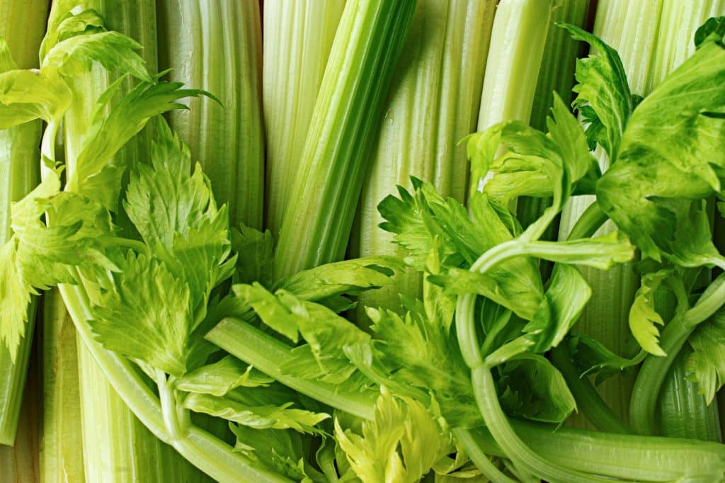 Celery is a crucial member of the family that also includes vegetables like carrot, parsnip, celeriac, and parsley which are all members of the Apiaceae family. 