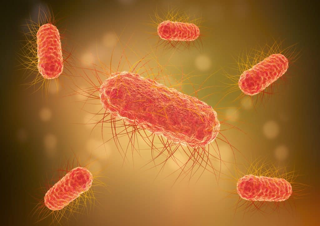 Escherichia coli (E. coli) infection is a kind of bacterial infection that is brought on by strains of the Escherichia coli bacterium. The presence of majority of E. coli strains are found to live in the intestines of both humans and animals and are typically not harmful.