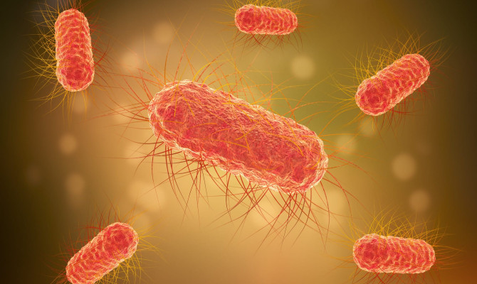 Understanding the Causes, Symptoms, and Treatment of E. coli Infection
