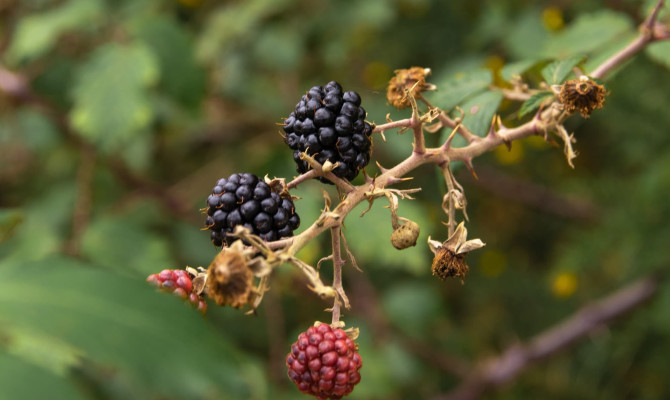 Boysenberry : Berries with Benefits