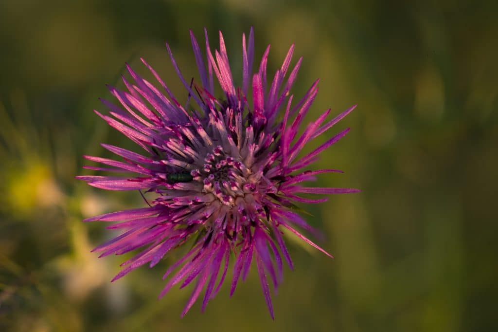Milk thistle (Silybum marianum) is a flowering annual/ biennial plant from the Asteraceae family. It is the same plant family as that of daisies and sunflowers. 