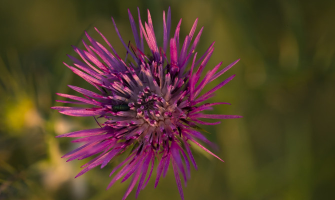 Milk thistle: Nutrition, Benefits and Interactions