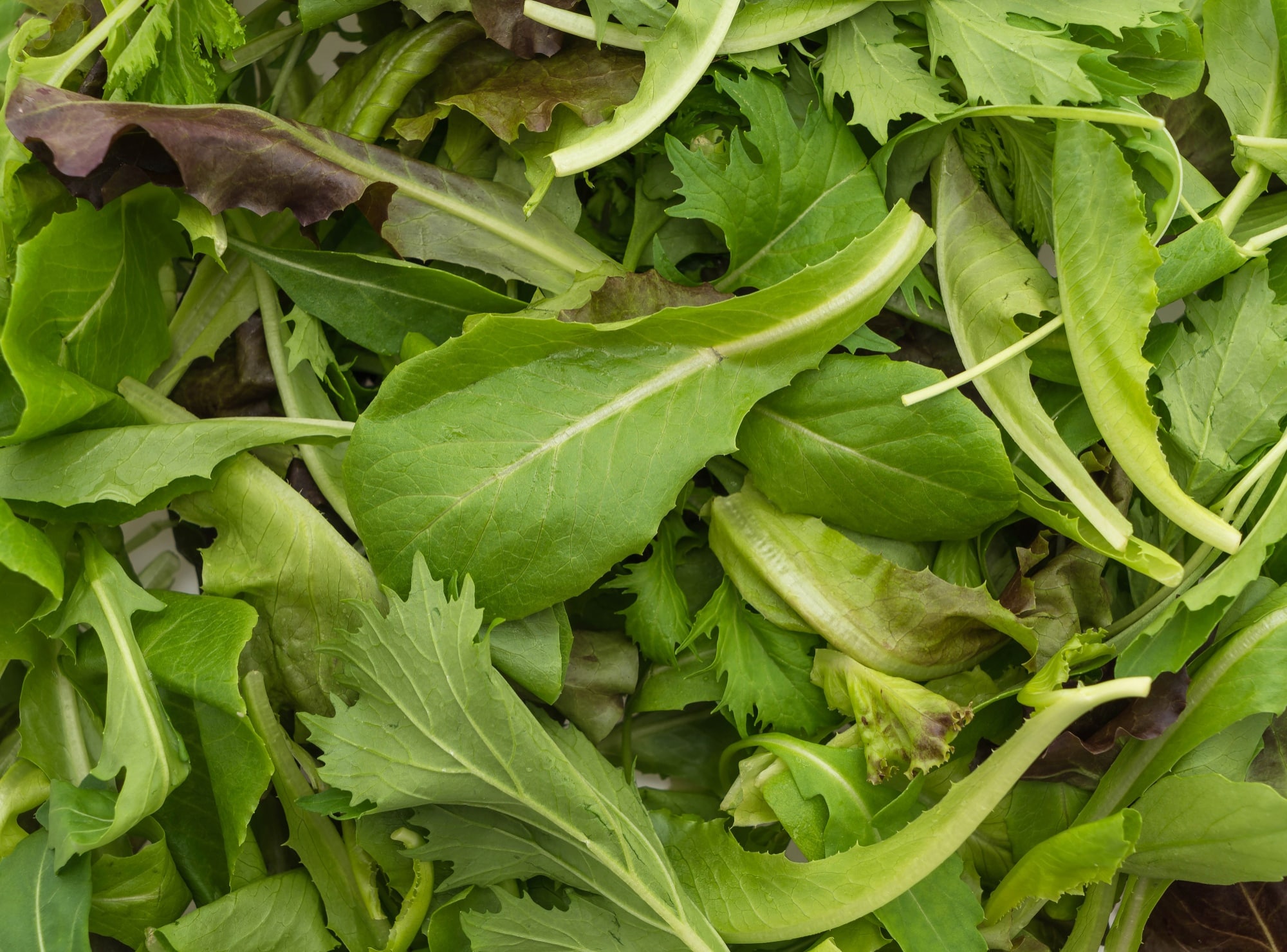 Dandelion greens and its Health benefits