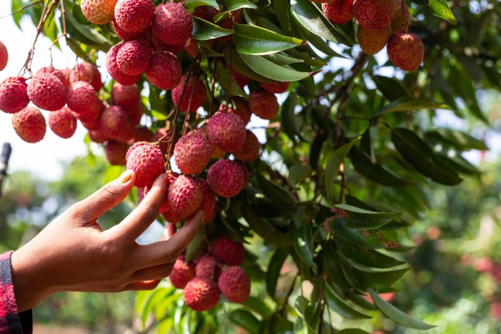 Lychee is a captivating fruit that is valued for both its mouthwatering sweetness and its outstanding list of health advantages