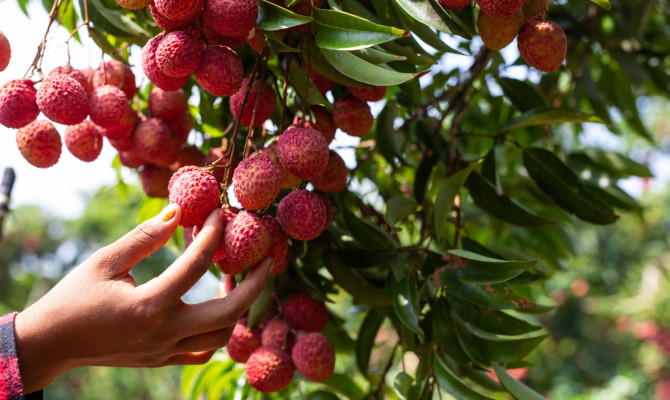 Exploring the Health Benefits of Lychee