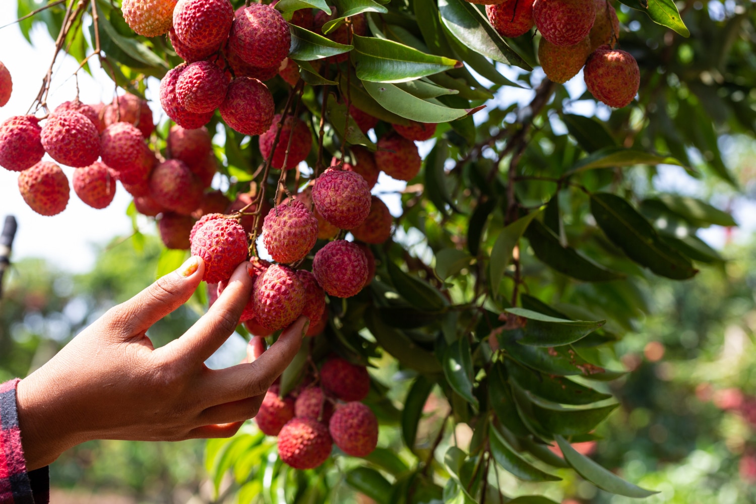 Exploring the Health Benefits of Lychee