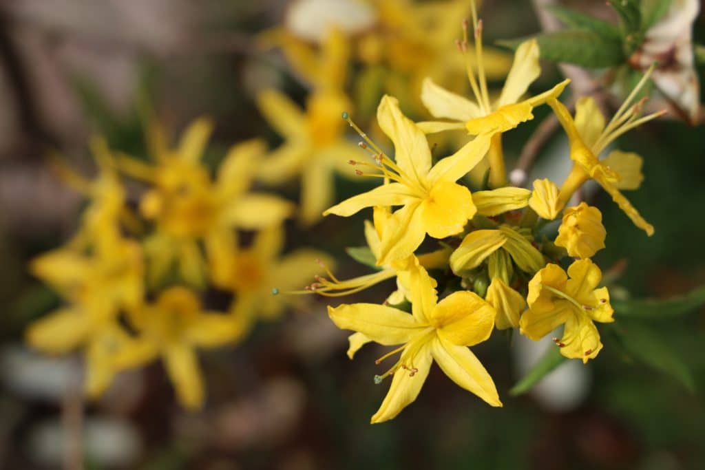 An herbal remedy called St. John's wort is used to manage mental health issues.