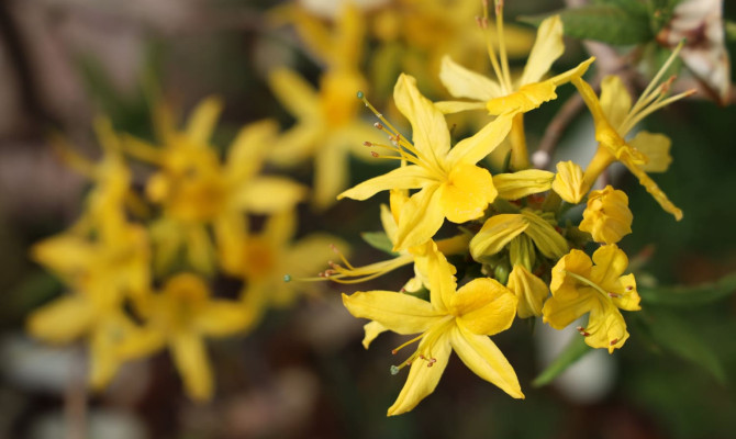 Exploring St. John’s Wort: Side Effects, Uses, and Precautions