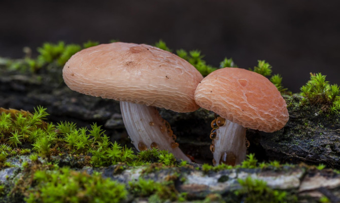 Portobello Mushroom Negative Effects, Health Benefits & Controversy