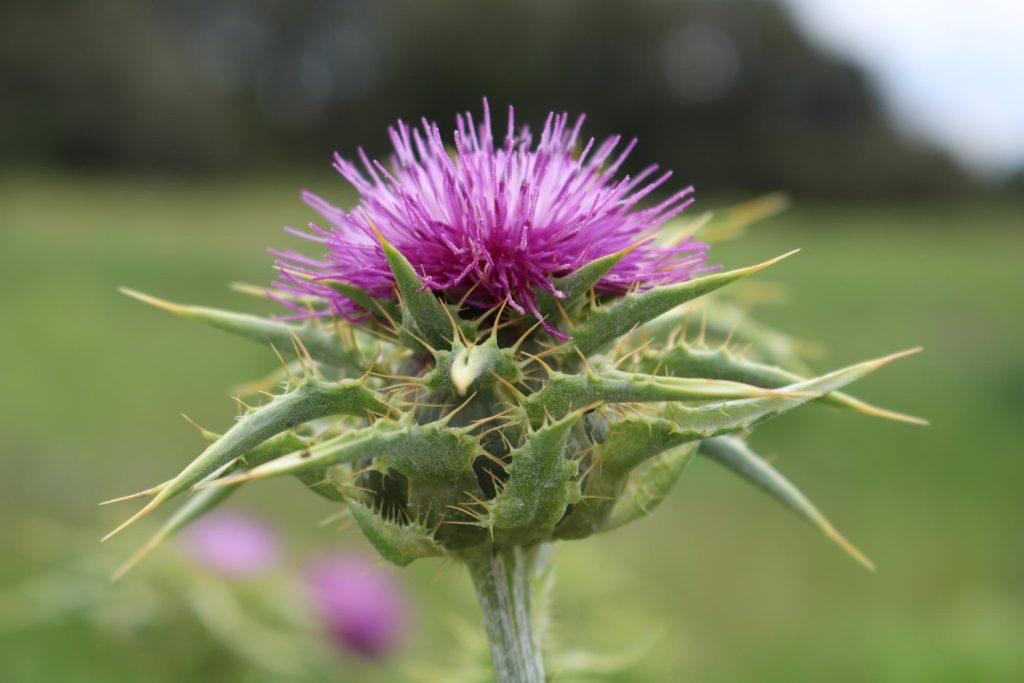 Milk thistle is an herb that is often utilized as a mineral supplement for improving liver health. It is composed with silymarin, which is a powerful antioxidant.