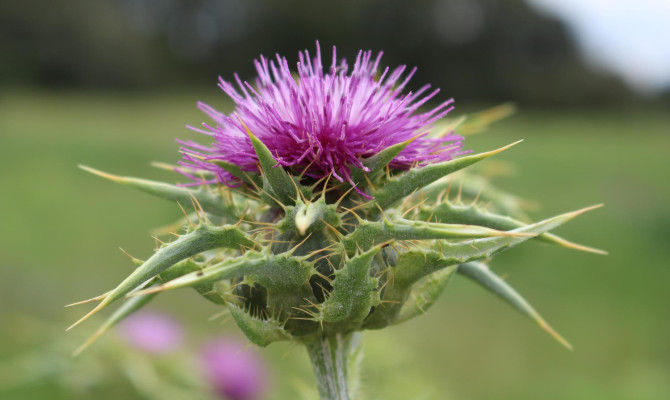 Milk Thistle For Hangover: Safety & Side Effects