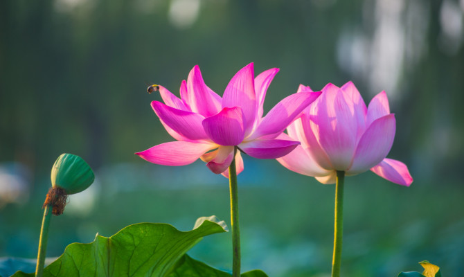 Benefits Of Lotus Root