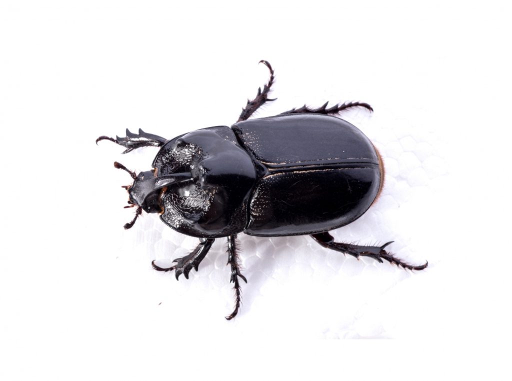 The black carpet beetle is a highly frequent pest found across numerous homes and requires pest treatment, despite the fact that there are many other insects that might attack our house, such as clothing moths, pantry beetles, ants, and termites