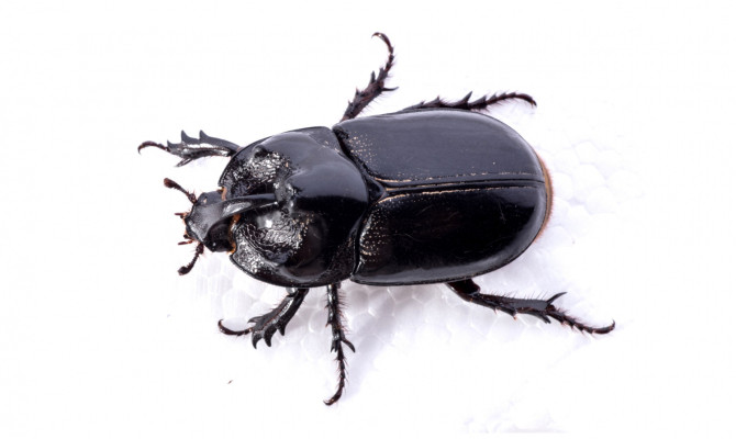 Rash Signs Of Carpet Beetles & Its Management